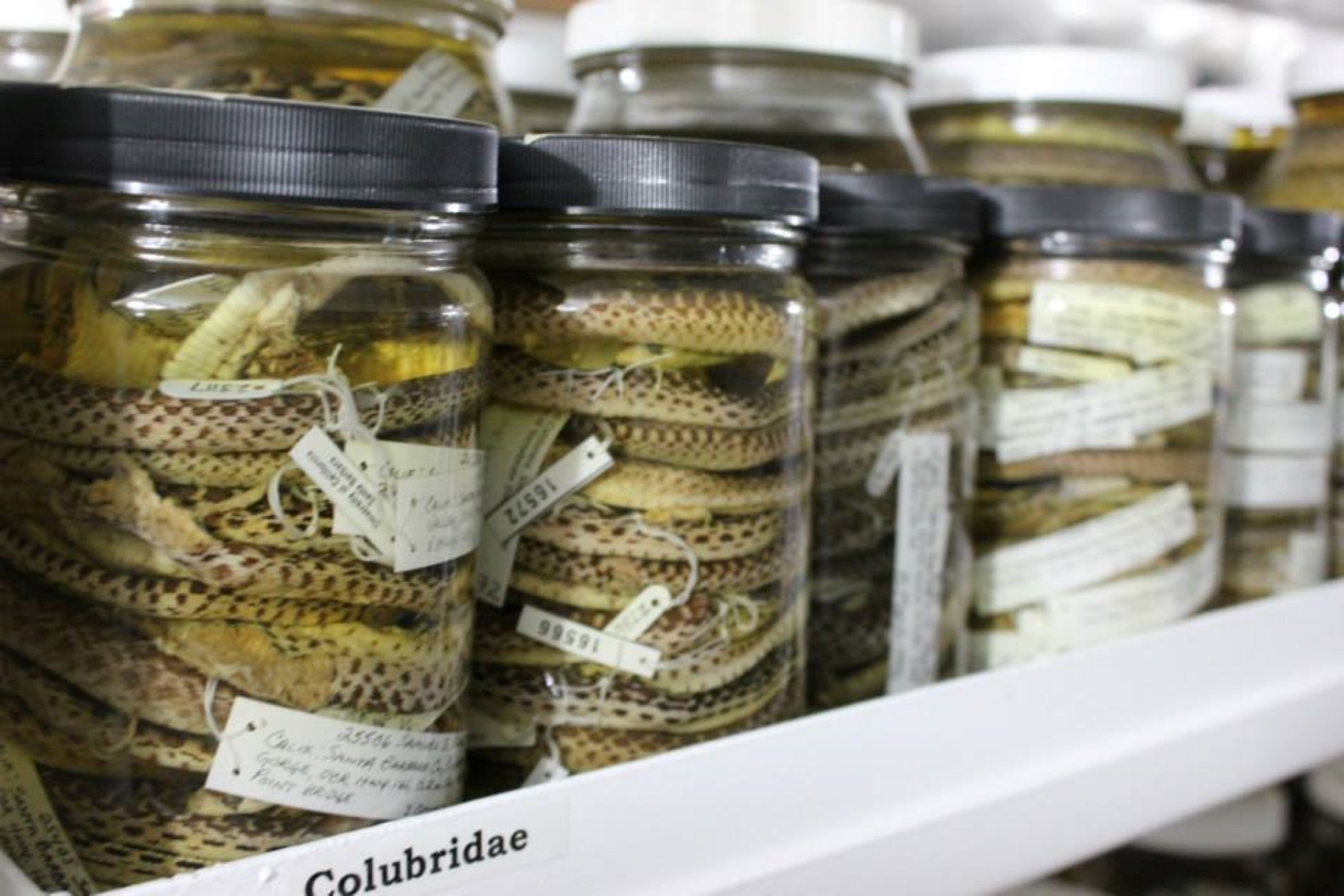 Snakes in jars with liquid lined up on a shelf like pickles