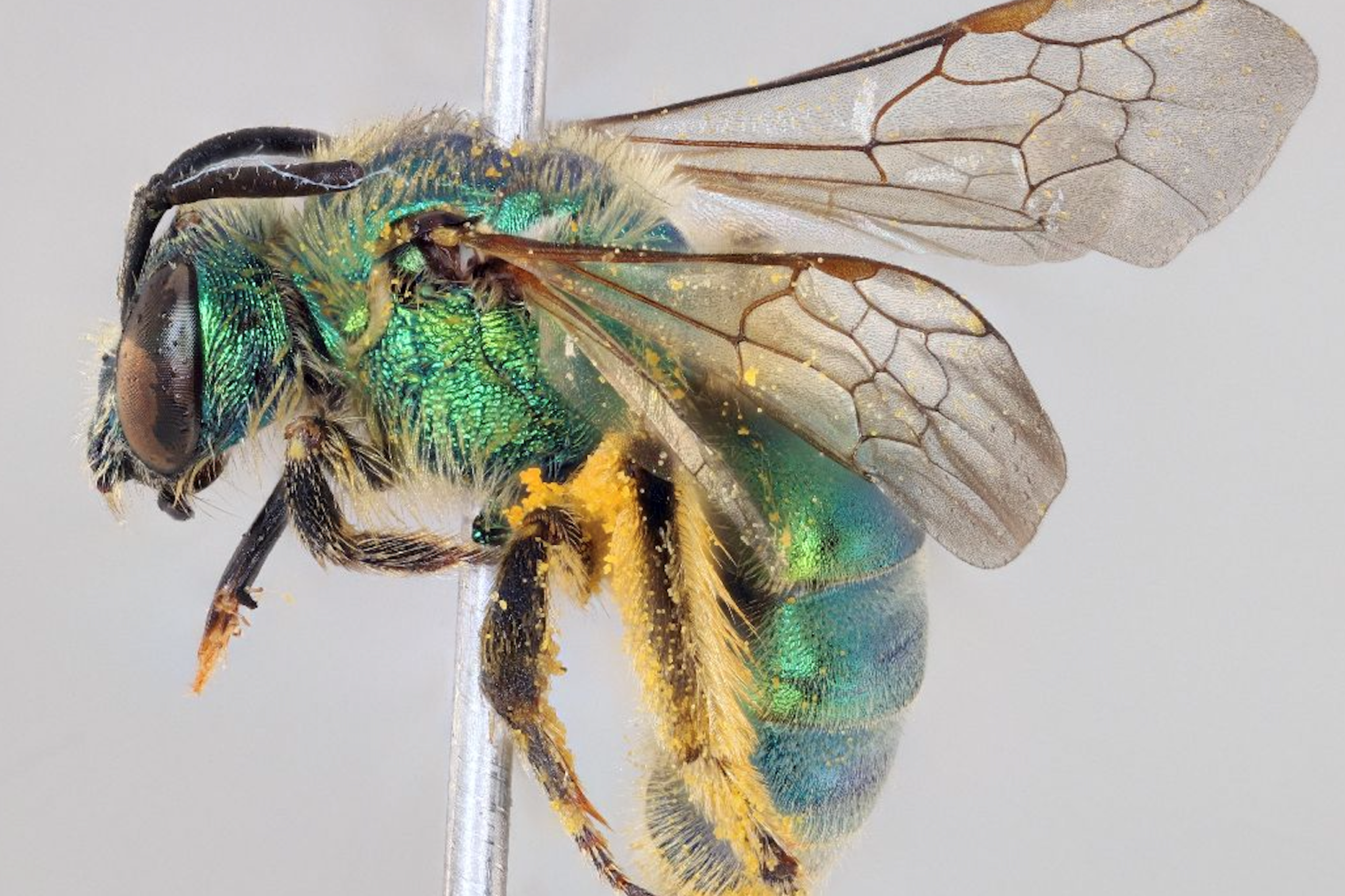 Close up image of a green bee
