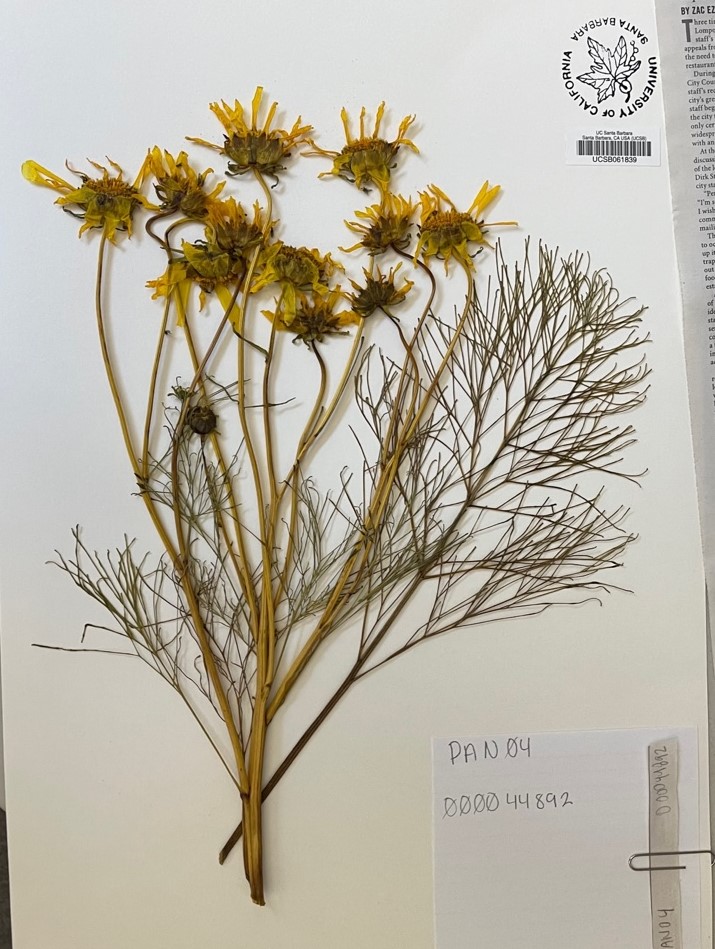 Pressed yellow flower with herbarium lable