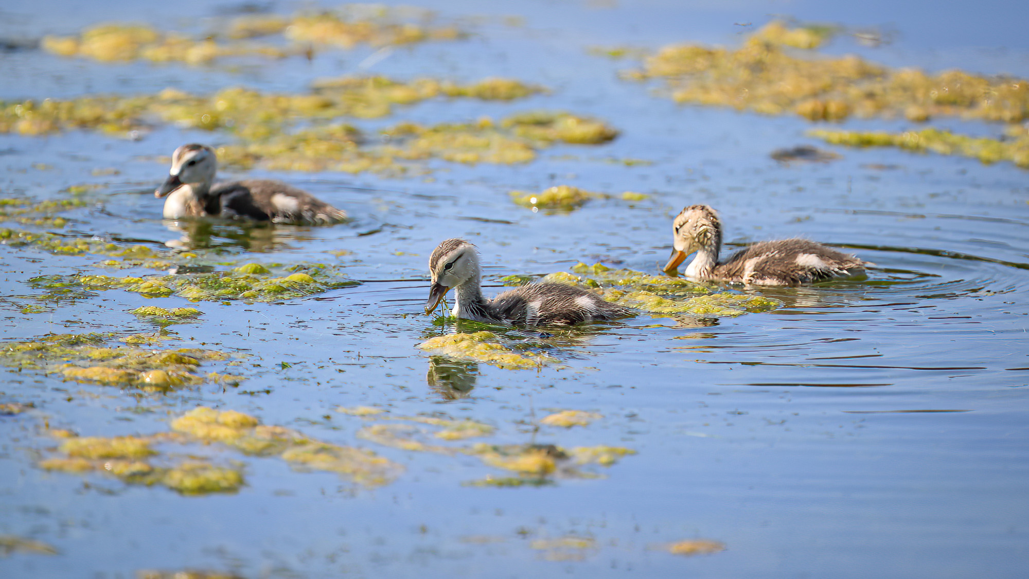 Cover Photo - Gadwall Chicks in Devereux Slough