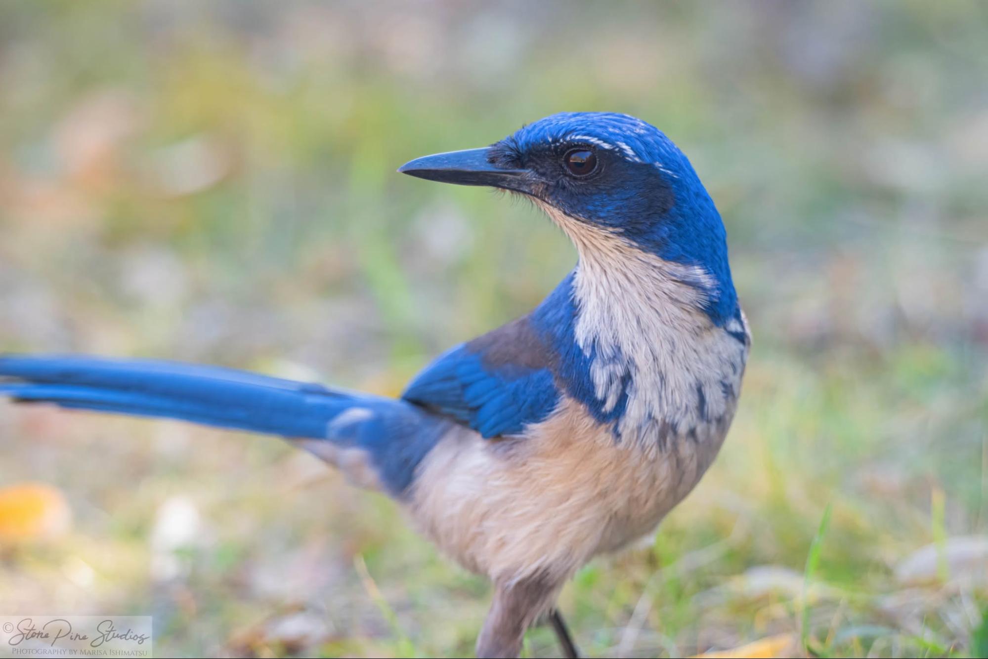 scrub jay