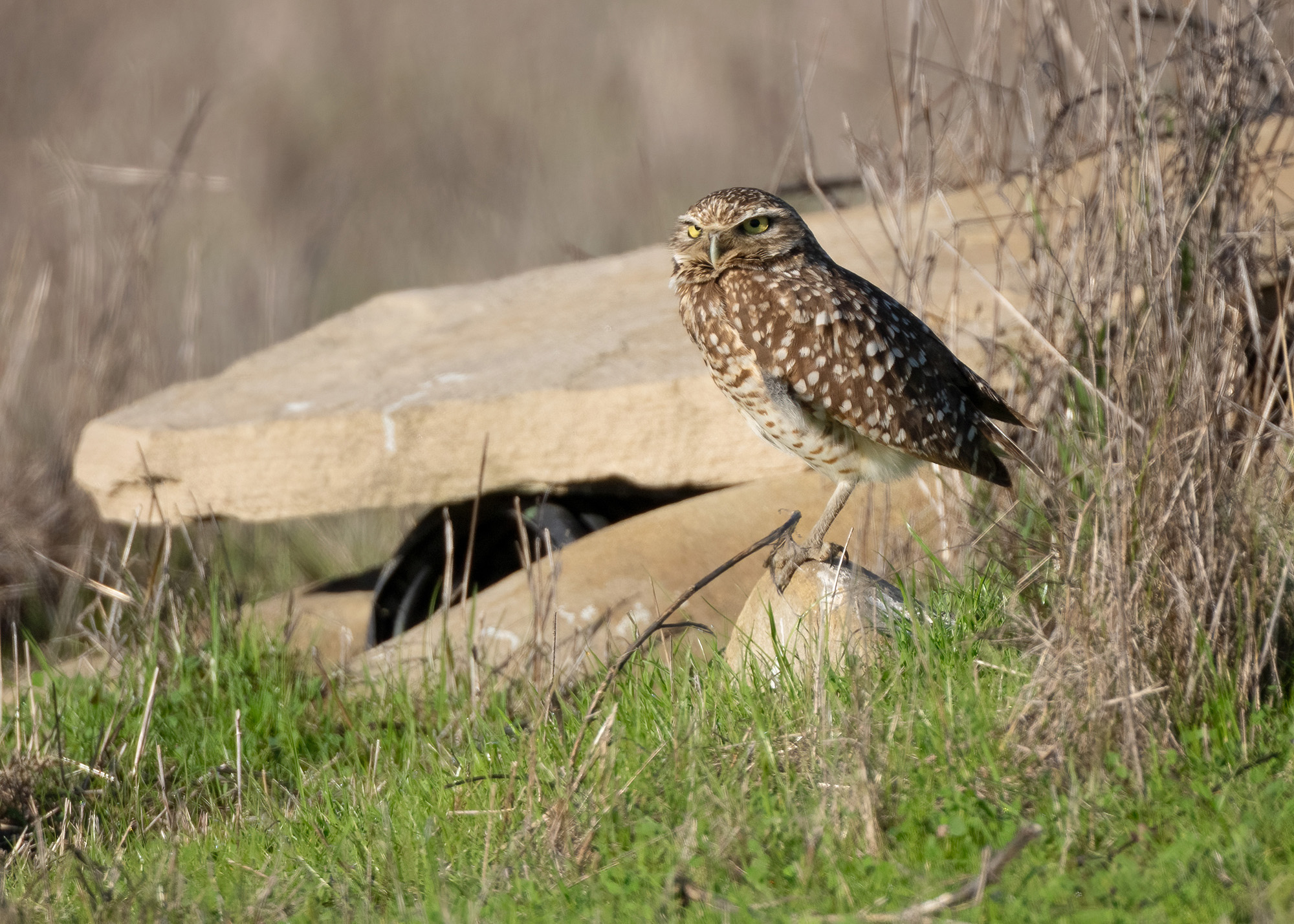 Burrowing owl at the North Campus Open Space