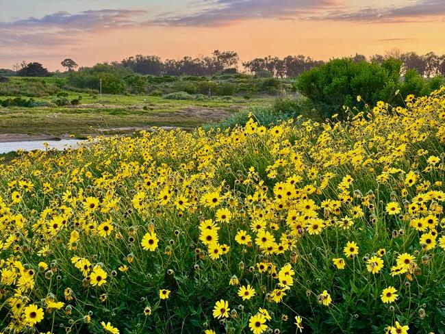 Bush sunflower on the NCOS Marsh Trail at sunset.