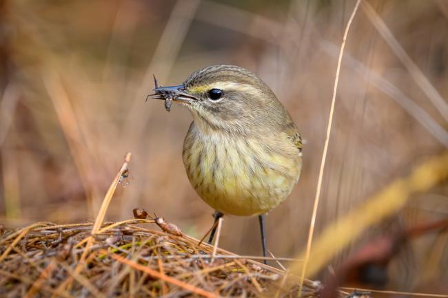 Palm Warbler (western subspecies) at the NCOS Visitor Plaza. 